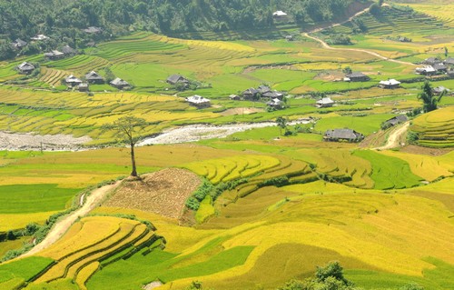 Sắc vàng Mù Cang Chải